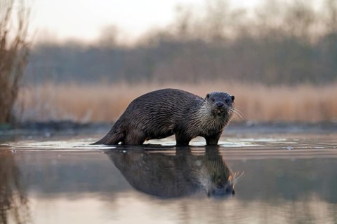 European otter (Lutra lutra) is in hunting fever in the morning, foraging, dawn, haze, fog, winter