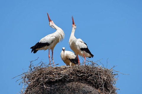 White storks (Ciconia ciconia), adult birds Welcoming ceremony on the nest with young bird,