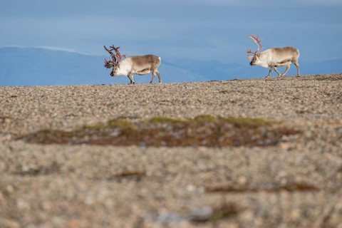 Svalbard reindeers (Rangifer tarandus platyrhynchus), male, bull with blood-red velvet antlers,