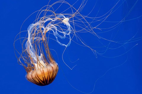 Japanese sea nettle (Chrysaora pacifica) jellyfish swimming underwater showing long trailing