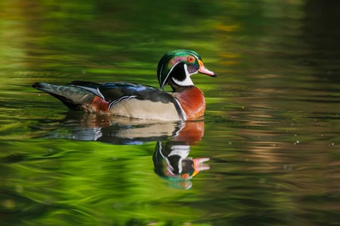 Wood duck (Aix sponsa), Germany, Europe
