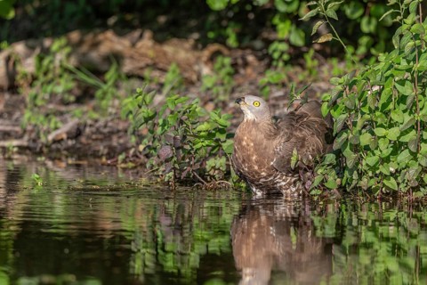 European Honey Buzzard (Pernis apivorus) drinking in a pond during a heat wave. Bas-Rhin,
