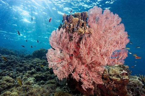 Red sea fan (Melithaea) gorgonian with open polyps in backlight on coral reef, Great Barrier Reef,