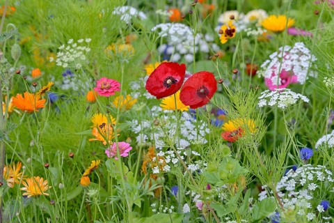 Flowering strip, flowering area with poppy flowers (Papaver rhoeas) and marigolds (Calendula
