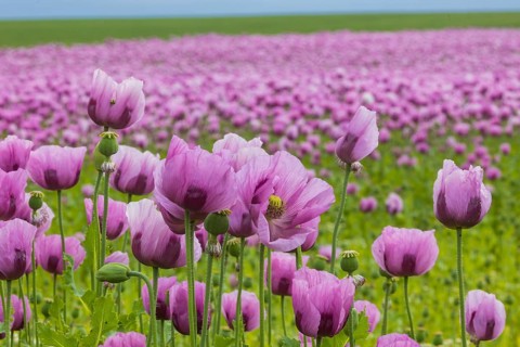 Poppy cultivation in Saxony