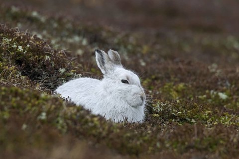 Close up of mountain hare (Lepus timidus), Alpine hare, snow hare in white winter pelage resting in