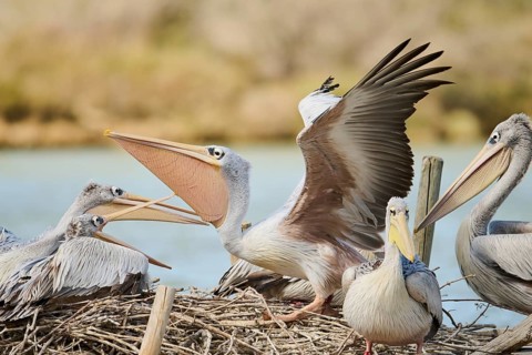 Great white pelican (Pelecanus onocrotalus) landing, France, Europe
