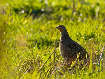 Gray partridge (Perdix perdix), on a fallow land, backlight, Solms, Hesse, Germany, Europe