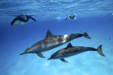 Snorkeler watching 2 specimens, mother with young, of spinner dolphin (Stenella longirostris),