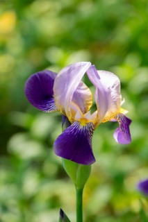 German iris (Iris xgermanica), North Rhine-Westphalia