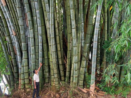 Giant bamboo (Dendrocalamus giganteus), Kandy Botanical Gardens, Sri Lanka, Asia