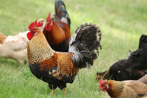 Domestic chickens, free-range, various breeds, organic, Lower Austria, Austria, Europe