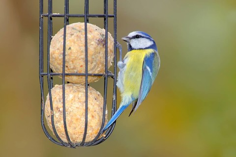 Blue tit (Cyanistes caeruleus) wildlife, at the tit dumpling at the winter feeding, animals, birds,