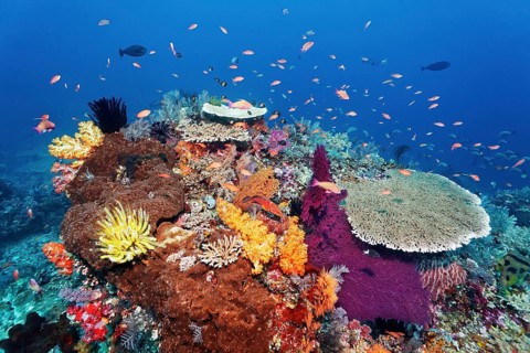 Coral reef, reef top, with various soft corals (Alcyonacea), hard corals (Hexacorallia), sponges