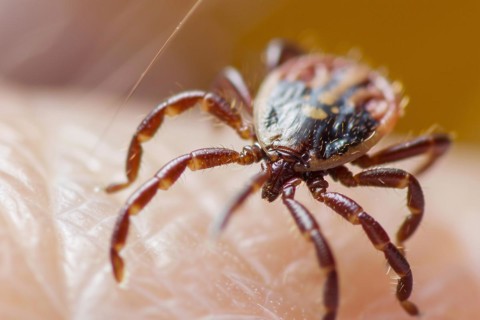Close up of tick insect on human skin. KI generiert, generiert AI generated