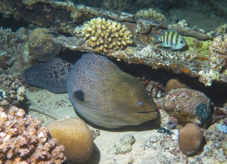 Giant Moray moray (Gymnothorax javanicus), dive site Bluff Point Reef, Red Sea, Egypt, Africa