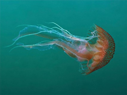 Mauve stinger (Pelagia noctiluca), dive site Maharees Islands, Castlegregory, Co. Kerry, Irish Sea,