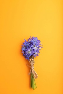 Spring snowdrop flowers bluebells orange pastel background. top view, flat lay, copy space, still