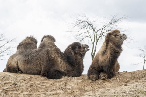 Bactrian camels (Camelus bactrianus), Emmen Zoo, Netherlands