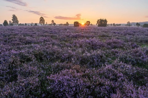 Heath landscape, flowering common heather (Calluna vulgaris), at sunrise, sun star, Lüneburg Heath,