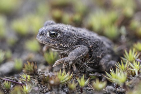 Natterjack toad (Bufo calamita), Emsland, Lower Saxony, Germany, Europe