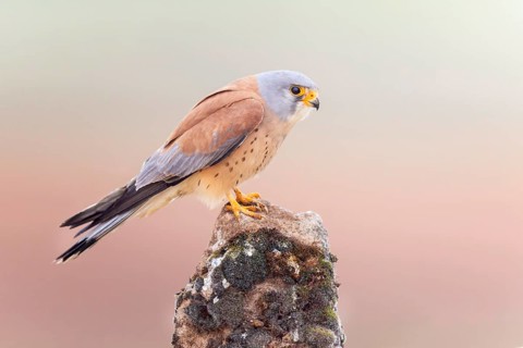 Lesser kestrel (Falco naumanni) male, hunting, foraging, lurking on a rock, looking for prey,
