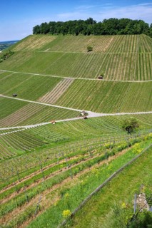 Vineyards at the Weibertreu castle ruins, Weinsberg, Neckargemünd, Baden-Württemberg, Germany,