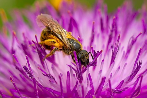 Close-up of a wild bee (Osmia bicolor) collecting pollen on a purple blossom of carduus marianus