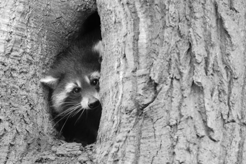 A raccoon (Procyon lotor) looks out of a tree hollow in black and white, Hesse, Germany, Europe