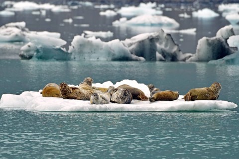 A group of harbour harbor seals (Phoca vitulina) lying on an ice floe, Prince William Sound,
