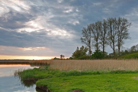 Gallery of poplar trees on the Trebel River, reed stand on the bank, Peene Valley River Landscape