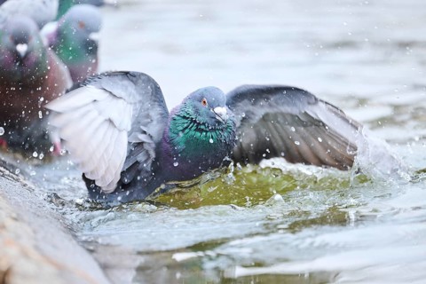 Feral pigeons (Columba livia domestica) taking a bath in the water at the shore of a little pont,