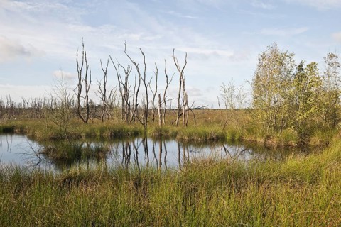 Moorland, rewetting area, Emsland, Lower Saxony, Germany, Europe