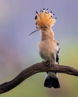 Hoopoe (Upupa epops) courting adult bird in its own territory, male, Bird of the Year 2022, erected