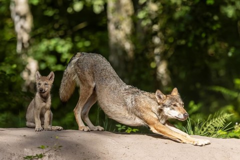 European gray wolf (Canis lupus) alpha wolf with pup, Germany, Europe