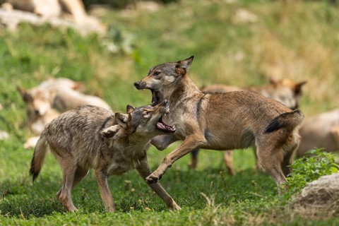 Algonquin wolf (Canis lupus lycaon), wolf, American wolf, ranking, pack, Germany, Europe