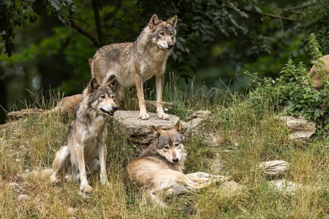 Algonquin wolf (Canis lupus lycaon), wolf, American wolf, wolf pack on a hill, Germany, Europe