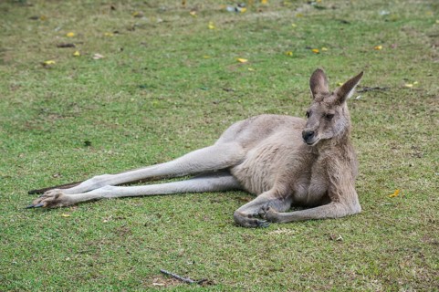 Kangaroo (macropods), Lone Pine sanctuary, Brisbane, Queensland, Australia, Oceania
