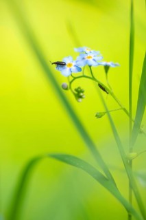 Close-up, swamp forget-me-not (Myosotis scorpioides), dark fly beetle (Cantharis obscura), sitting