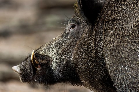 Wild boar (Sus scrofa) Boar, animal portrait, Germany, Europe