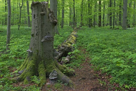 Dead beech tree trunk infected with false tinder fungus, hoof fungus, tinder conk, Hainich National