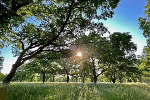 Floodplain forest, sunrise in summer, old oaks, solitary oaks, Middle Elbe Biosphere Reserve,