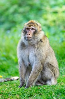 Barbary macaque (Macaca sylvanus), Occurrence in Morocco, captive, Rhineland-Palatinate, Germany,