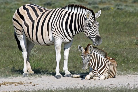 Burchell's zebra (Equus quagga burchellii) with foal, Etosha National Park, Namibia, South Africa,