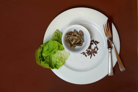 Spiced crickets and grasshoppers as snack on plate, insect snack