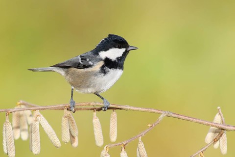 Coal tit (Periparus ater) wildlife, sitting on a branch of the common hazel (Corylus avellana),