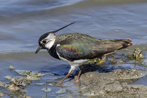 Northern lapwing (Vanellus vanellus) foraging along muddy pond bank in spring