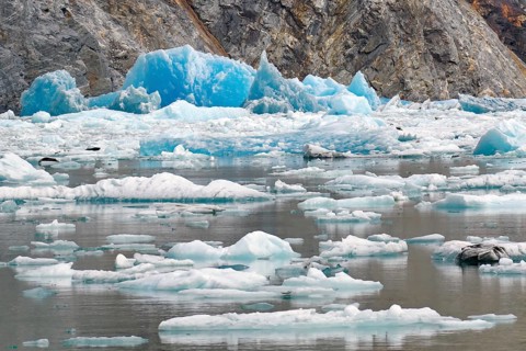 Ice of a glacier calving into the sea shimmers bluish, seals lie on pieces of ice, Tracy Arm Fiord,