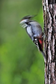 Great Spotted Woodpecker (Dendrocopos major), Greater Spotted Woodpecker male drumming on tree
