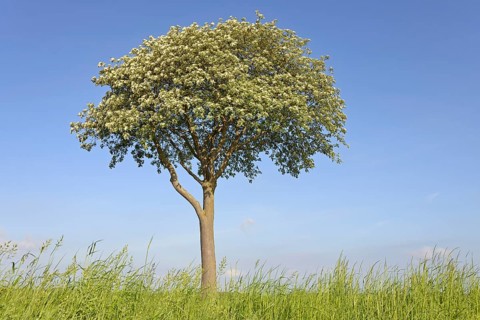 Deciduous tree, rowan (Sorbus aria), solitary tree in bloom, blue sky, North Rhine-Westphalia,